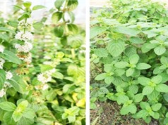 TPHCM: Chọn giống bạc hà phù hợp trồng trong nhà màng